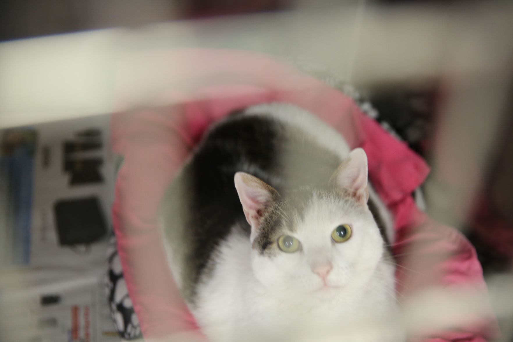 Atlantic County Animal Shelter's Clear the Shelter event Satuday, Aug. 17, 2019. The event runs through Sunday, Aug. 18.